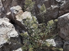 Baccharis thesioides