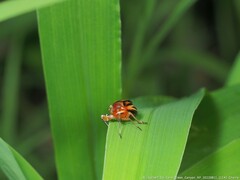 Phylloscelis atra