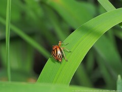 Phylloscelis atra