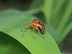 Phylloscelis atra