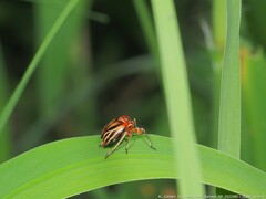 Phylloscelis atra