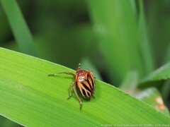 Phylloscelis atra