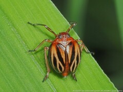 Phylloscelis atra