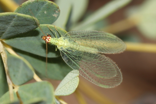 Golden-eyed Lacewing photo 4