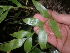 Asplenium lepidotum
