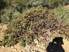 Arctostaphylos catalinae