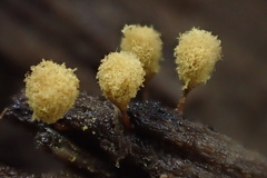 Arcyria versicolor
