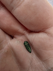 Acmaeodera resplendens