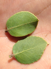 Arctostaphylos catalinae