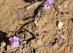 Harmsiodoxa puberula