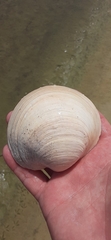 Pegophysema schrammi