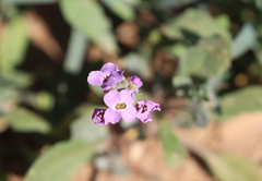 Harmsiodoxa puberula