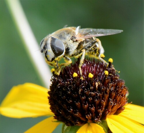 Yellow-shouldered Drone Fly