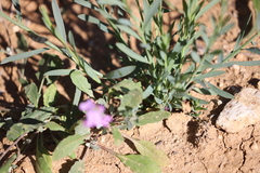 Harmsiodoxa puberula