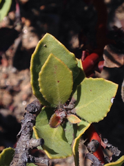 Arctostaphylos catalinae