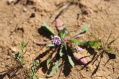 Harmsiodoxa puberula