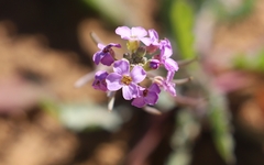 Harmsiodoxa puberula