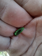 Agaeocera scintillans