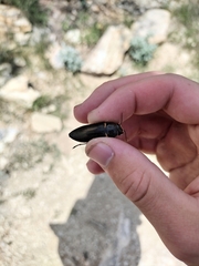 Hippomelas sphenicus