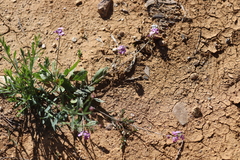 Harmsiodoxa puberula