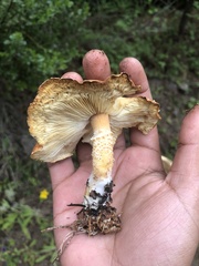 Cystoderma granosum