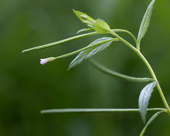 Epilobium glandulosum