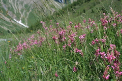 Onobrychis viciifolia