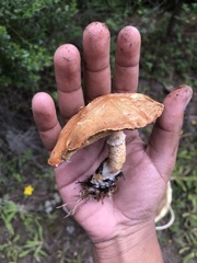 Cystoderma granosum