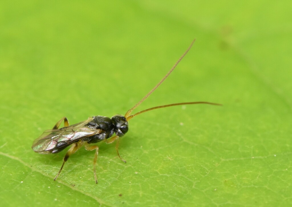 Ascogaster from harwich chatham kent on canada on august 01 2022 at