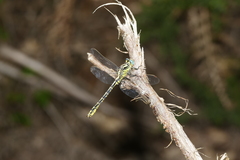 Gomphus graslinii