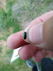 Chrysobothris purpureoplagiata