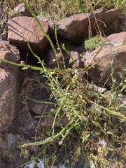 Baccharis sagittalis