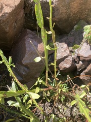 Baccharis sagittalis