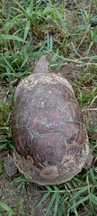 Terrapene nelsoni nelsoni