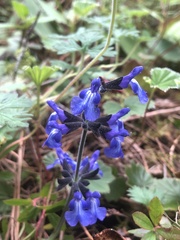 Salvia oblongifolia