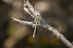 Gomphus graslinii