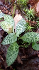 Goodyera