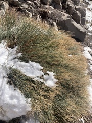 Gymnophyton