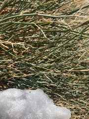 Gymnophyton