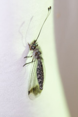 Ululodes macleayanus