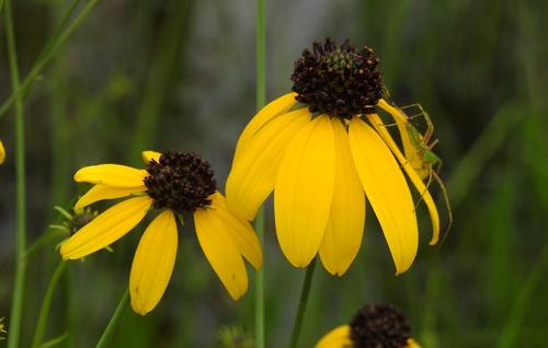 Mohr's coneflower (Rudbeckia mohrii)