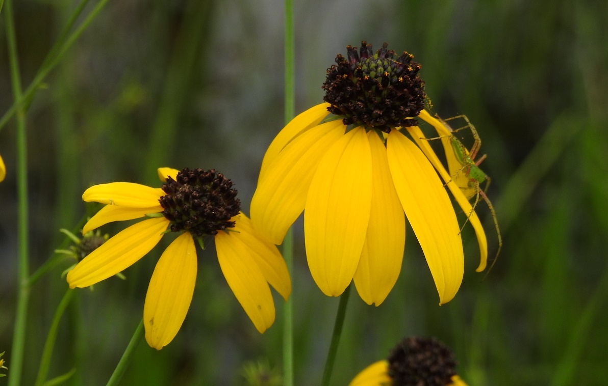 Rudbeckia mohrii