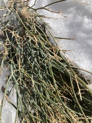 Gymnophyton
