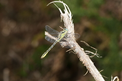 Gomphus graslinii