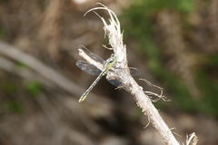 Gomphus graslinii