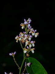 Securidaca paniculata