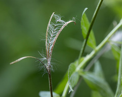 Epilobium glandulosum
