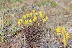 Castilleja flava flava