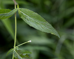 Epilobium glandulosum