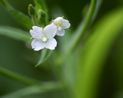 Epilobium glandulosum